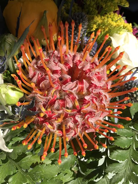 Pincushion Protea | Growing gardens, Pandan, Flowers