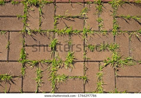 Untidy Paving Slabs Overgrown Weeds Stock Photo 1766297786 Shutterstock