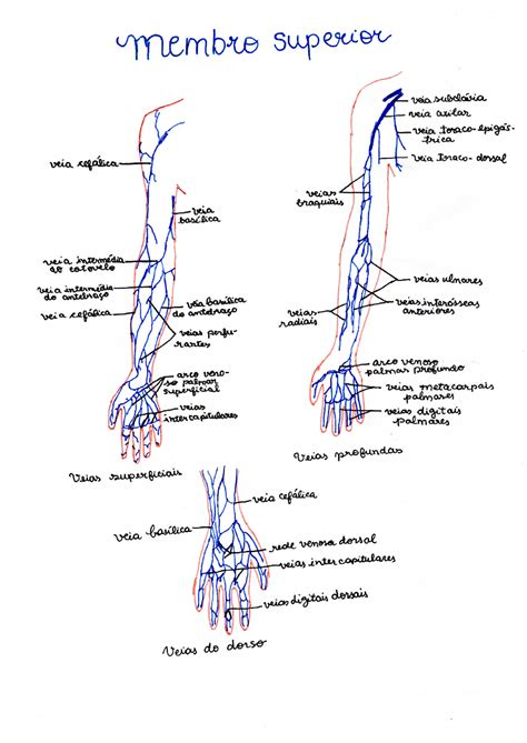 Veias Superficiais Do Membro Inferior