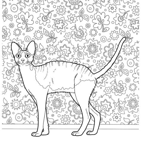 Cornish Rex Cat