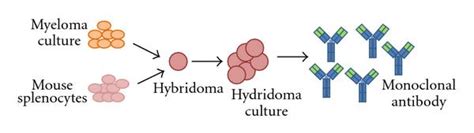 Schematic Description Of The Synthesis Of Monoclonal Antibodies