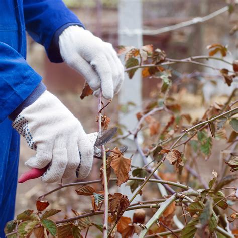 Winter Tree Pruning Tips For Now And Later Elite Tree Care