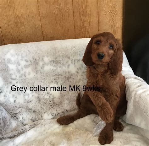 Heart of Virginia Doodles | Farmville VA