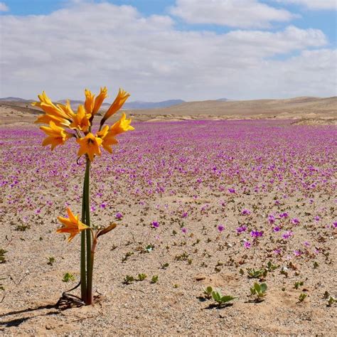 The Flowering Desert: A Prodigy of Nature in Chile | Shirl On The Road