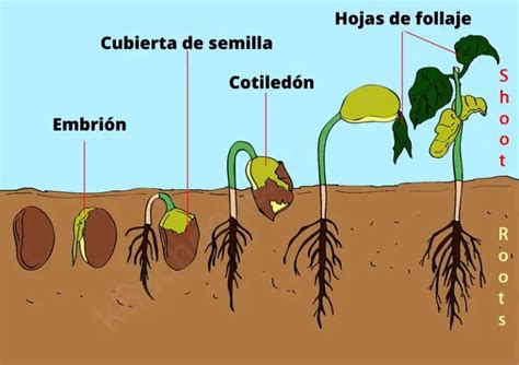 Etapas de germinación de la semilla Wiki Agronomia