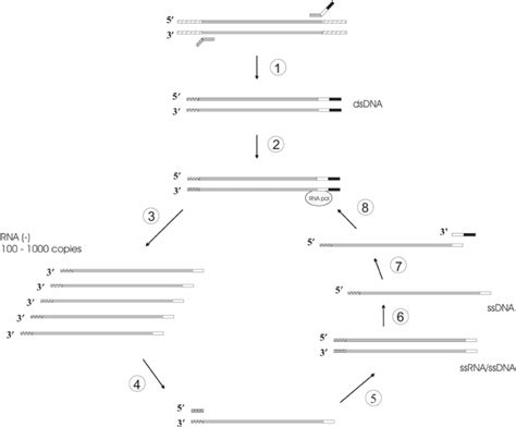 Schematic Representation Of The Naima Method Template Synthesis Step