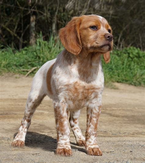 Elevage Du Fief Des Kallistos Eleveur De Chiens Epagneul Breton