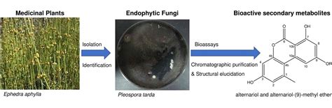 Fermentation Free Full Text Antiviral And Antioxidant Potential Of