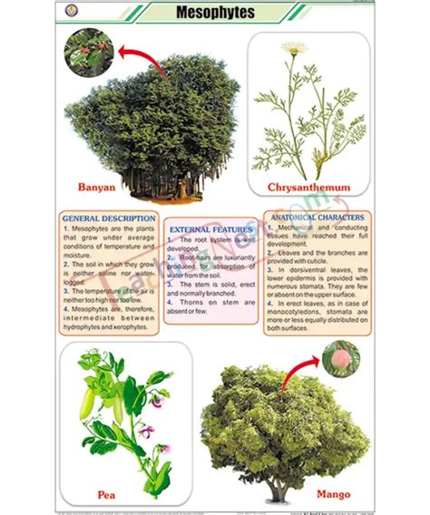 Mesophytes Chart Laminated With Rollers Teachingnest