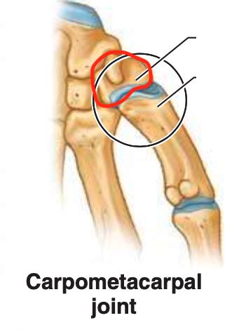 Synovial Joint Examples (with Bones) Flashcards | Quizlet