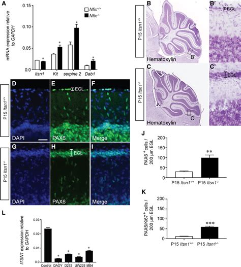 Intersectin Is A Downstream Target For Nfix In Gnp Development A