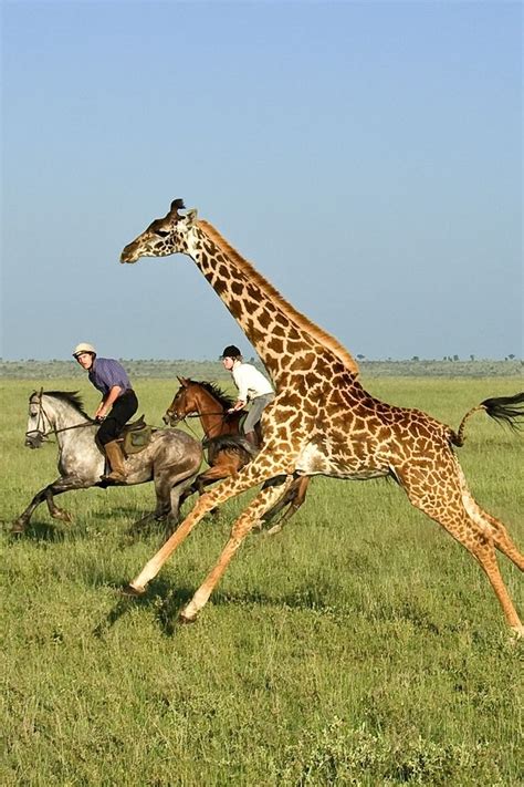 Canter alongside giraffe in #Kenya. | Safari holidays, African safari ...