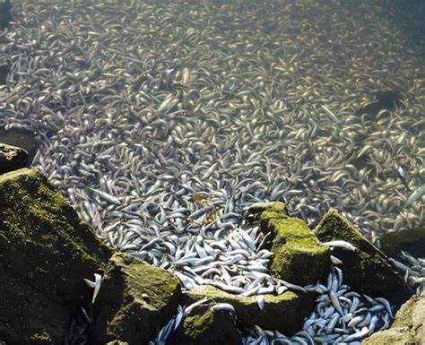 Sinais do Fim do Mundo Milhões de peixes mortos aparecem boiando na