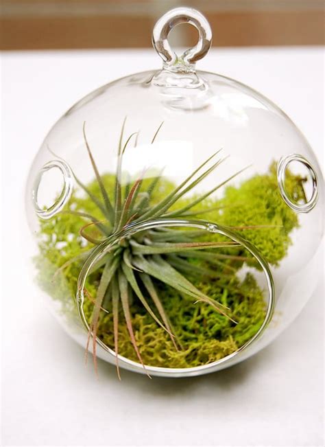 Mini Moss Air Plant Terrarium By Plantology On Etsy