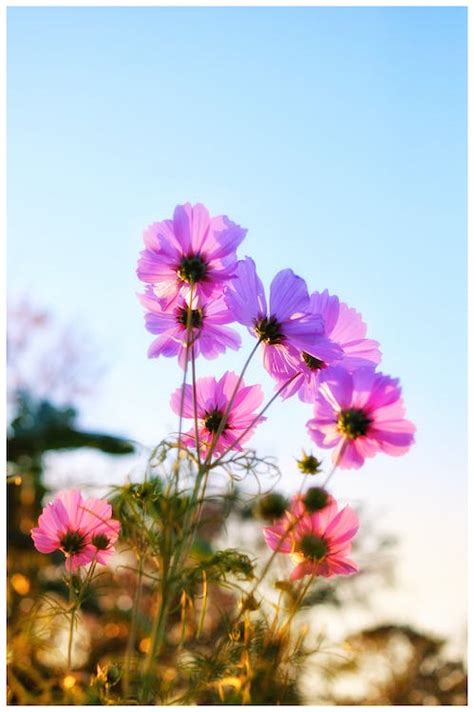 A Pink Garden Cosmos in Full Bloom · Free Stock Photo