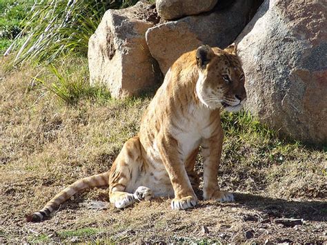 The Liger – Meet the World Largest Cat