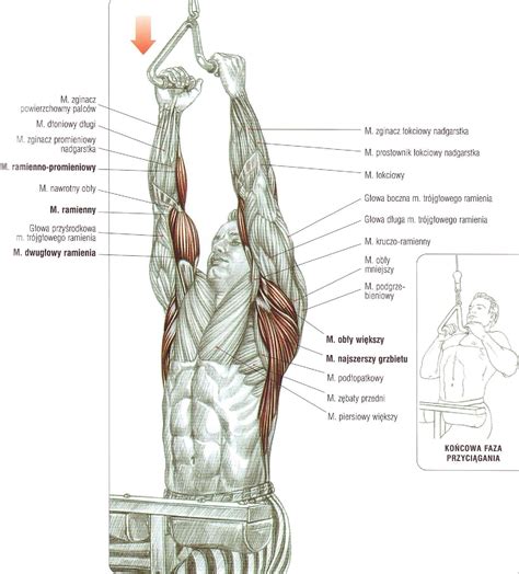 Anatomia Klatki Piersiowej