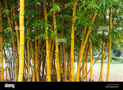 Alberi In Giardino Immagini E Fotografie Stock Ad Alta Risoluzione Alamy