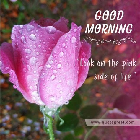 29 Beautiful Good Morning Pink Rose Flower Images Quotes Wishes Messages Quotegreet