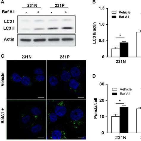 MDA MB 231 Paclitaxel Resistant Cells Show Up Regulated Basal