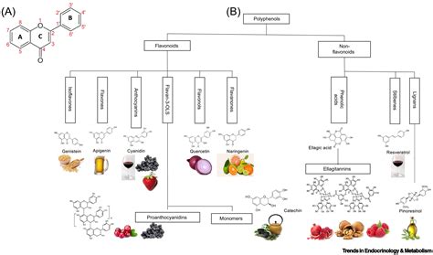 Host Microbe Interplay In The Cardiometabolic Benefits Of Dietary