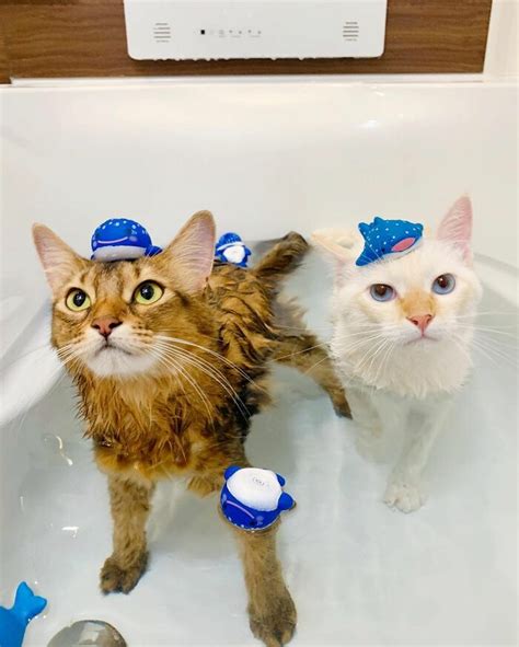 Meet Baron A Ragdoll Cat From Japan Loves Taking A Bath So Much