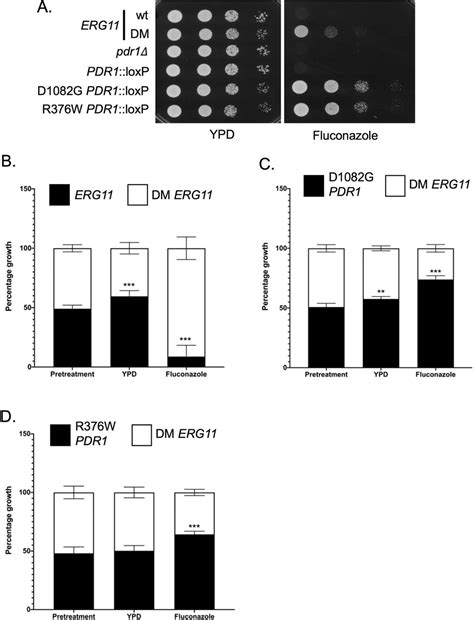 Multiple Mechanisms Impact Fluconazole Resistance Of Mutant Erg11