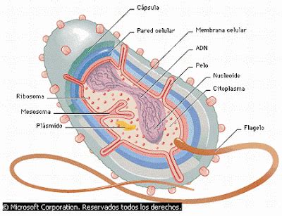 BACTERIAS Partes De Las Bacterias