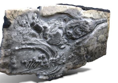 Fossil Ichthyosaur | CGTrader