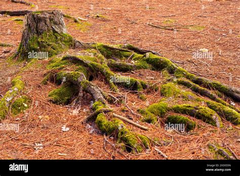 Concepts Deforestation Destruction Environment Hi Res Stock Photography