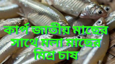 কার্প জাতীয় মাছের সাথে মলা মাছের মিশ্র চাষ। Carp Mola Mixed Culture