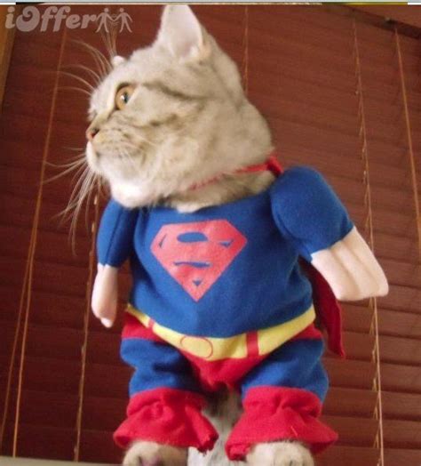 Funny Pet Costumes | Amazing Creatures