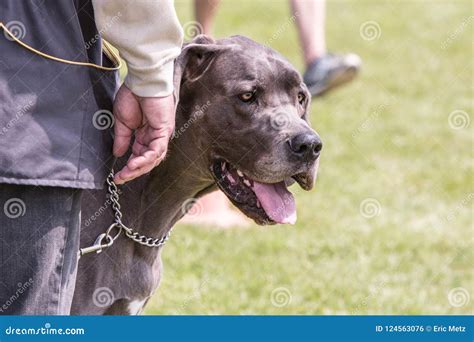 German Mastiff Living In Belgium Stock Photo Image Of Standing Tree