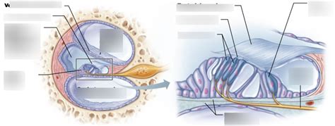 organ of corti Diagram | Quizlet