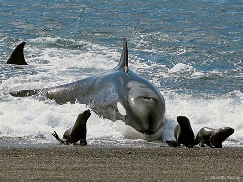 Baleia Orca Caracter Sticas Habitat E Alimenta O Toda Mat Ria