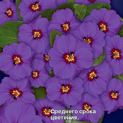 Купить семена примулы по низким ценам - высокое качество, большой выбор ...
