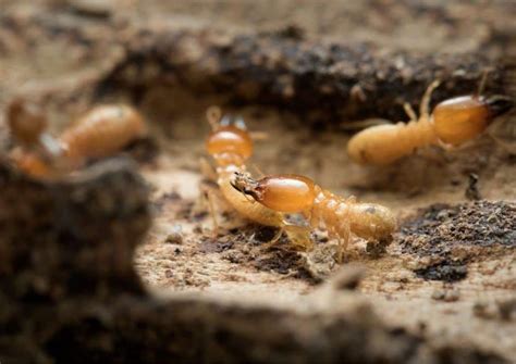 Termite Treatment — Gray Pest Control