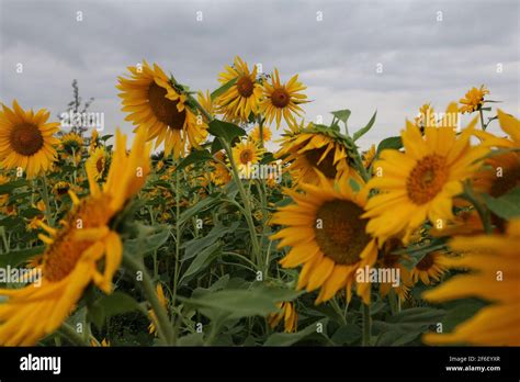 wild sunflower field Stock Photo - Alamy