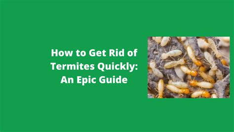 How To Get Rid Of Termites Quickly An Epic Guide [in 2024]