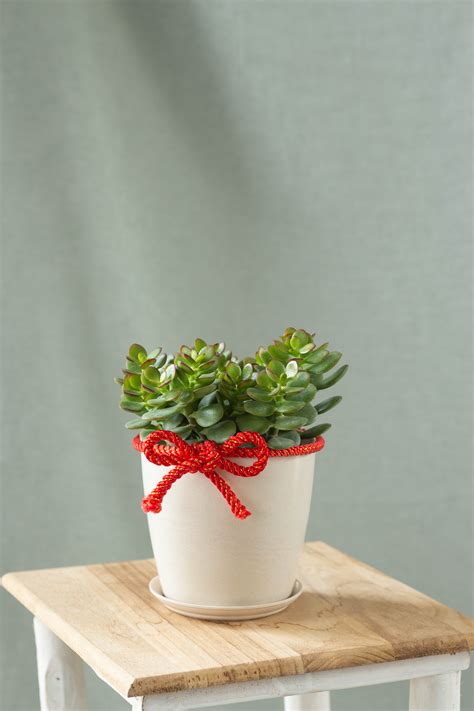 jade plant bloomspace