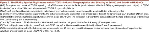 Figure 2 From Pparγ Links Bmp2 And Tgfβ1 Pathways In Vascular Smooth