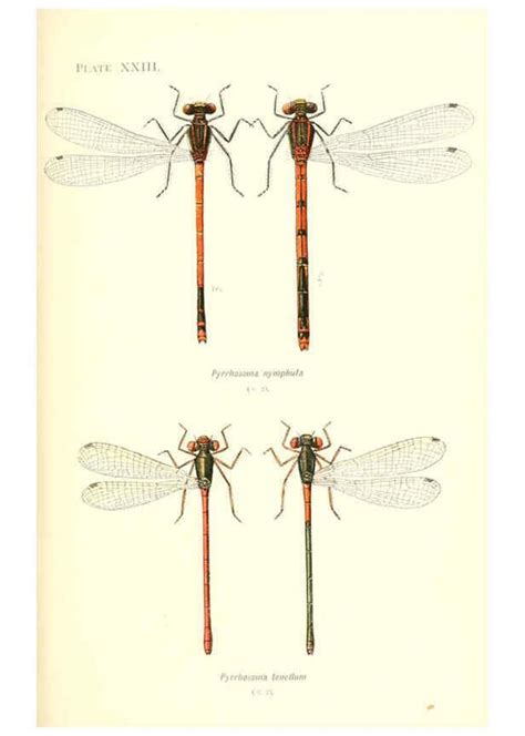 Reproducci N Reproduction British Dragonflies Odonata