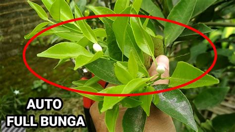 Cara Pangkas Pruning Jeruk Siem Madu Agar Cepat Berbuah Banyak Cabang