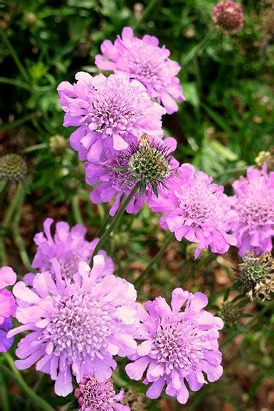 Buy Pincushion Flower Or Scabious Scabiosa Pink Mist Delivery By