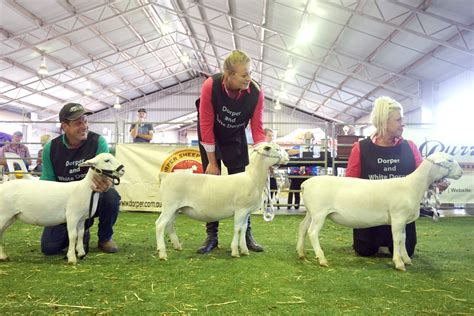 Dorper Sheep Society Australia Photos Category 2018 DSSA National Show