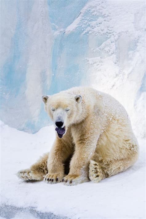 Tired Polar Bear Yawning Stock Image Image Of Sleeping 12223829