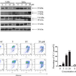 Effects Of EM23 On Caspase 3 And Mitochondrial Membrane Potential