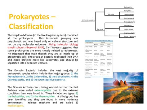 PPT - Prokaryotes PowerPoint Presentation, free download - ID:2129381