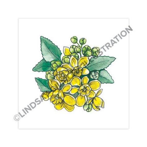 Oregon Grape State Flower Drawing