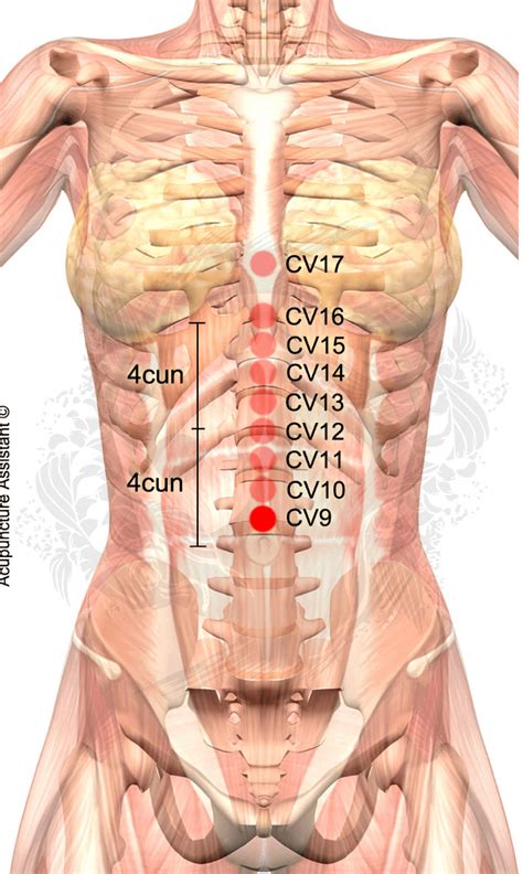 Belly Button Diagram Belly Button Anatomy Diagram